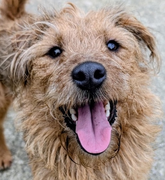 Missy, a 3 years old female Soft Coated Wheaten Terrier available for adoption from Homeless Hounds in Much Hoole, Lancashire