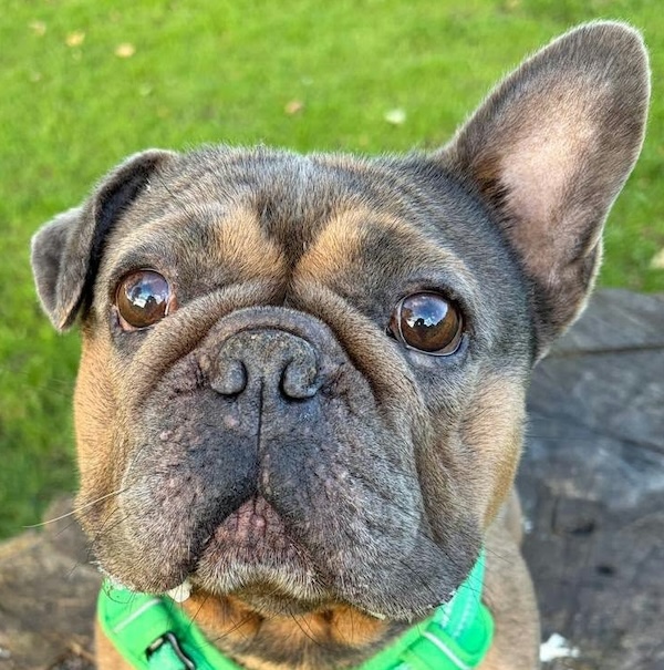 Rex, a 6 years old male French Bulldog available for adoption from Homeless Hounds in Lancashire