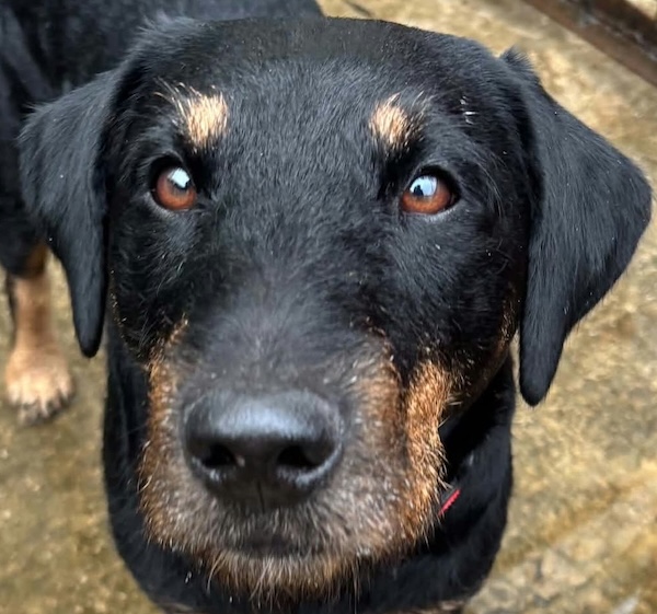 Clyde, a 6 years old male German Pointer available for adoption from Homeless Hounds in Lancashire